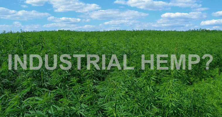 Dangers of Using Industrial Hemp Concentrated Products