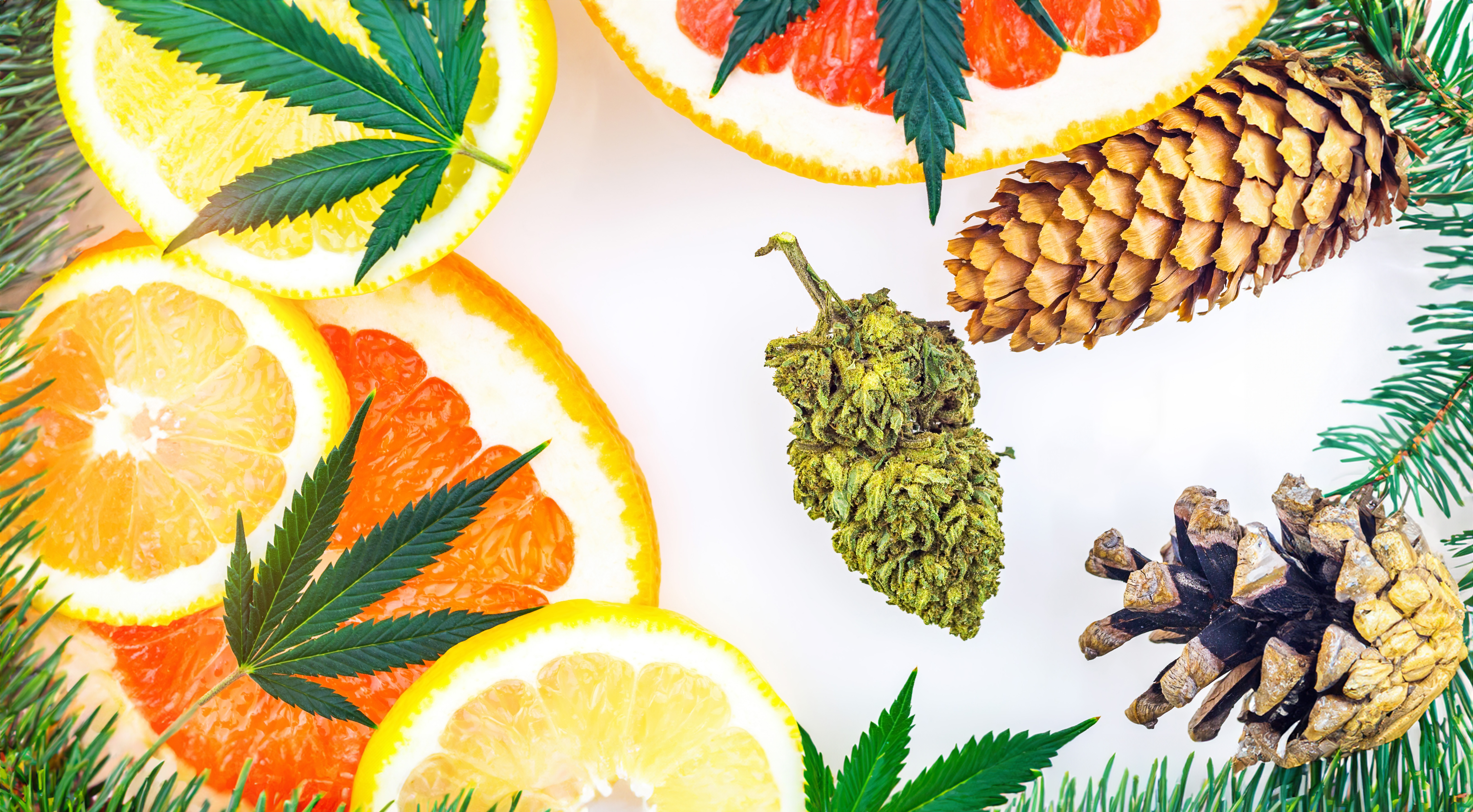 Everything You Need to Know About Terpenes in Cannabis