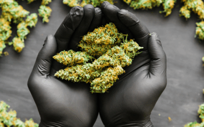 Best Cannabis Strains For Managing ADHD Symptoms